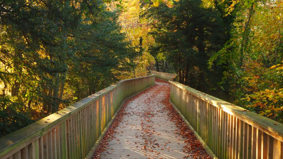 walkway forest of dean